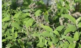 密蒙花的功效与作用