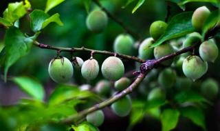 肾结石怎样治最好